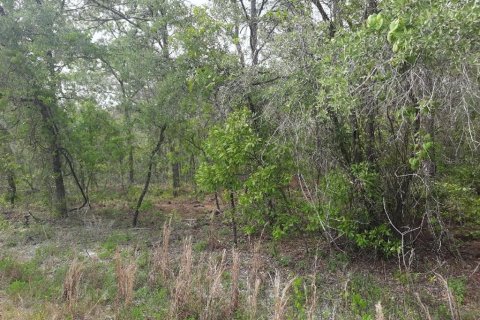 Terrain à vendre à Ocala, Floride № 1125700 - photo 2