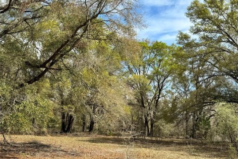 Land in Bell, Florida № 1359575 - photo 4