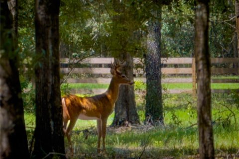 Land in High Springs, Florida № 1325116 - photo 5