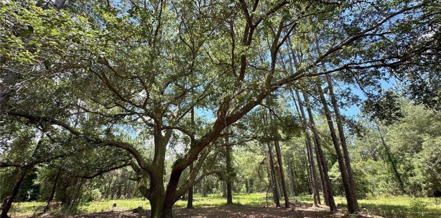 Terreno en Fort MC Coy, Florida № 1416859