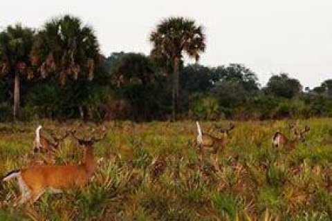 Terreno en venta en Okeechobee, Florida № 748320 - foto 8