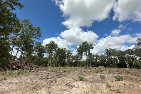 Land in Micanopy, Florida № 1350914 - photo 14