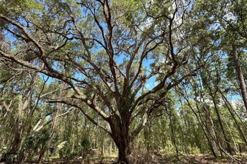 Terreno en venta en Micanopy, Florida № 1350914 - foto 3