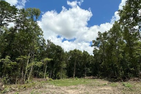 Terreno en venta en Micanopy, Florida № 1350914 - foto 17