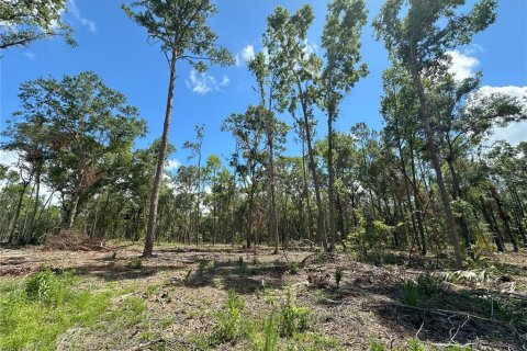 Terreno en venta en Micanopy, Florida № 1350914 - foto 5