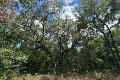 Terreno en venta en Micanopy, Florida № 1350914 - foto 2