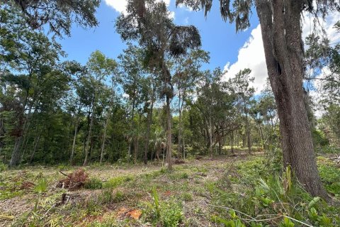 Terreno en venta en Micanopy, Florida № 1350914 - foto 13