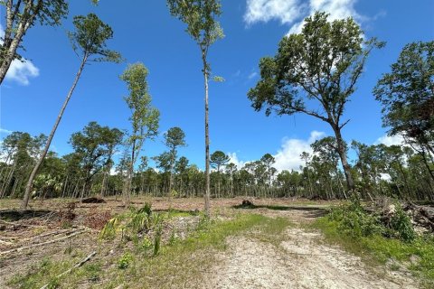 Terrain à vendre à Micanopy, Floride № 1350914 - photo 4