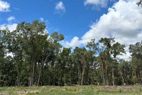 Land in Micanopy, Florida № 1350914 - photo 12