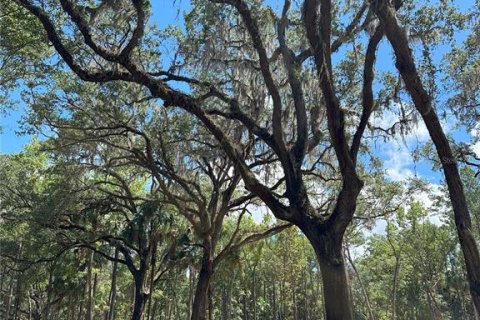 Terreno en venta en Micanopy, Florida № 1350914 - foto 7