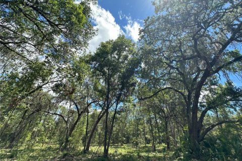 Land in Micanopy, Florida № 1350914 - photo 16