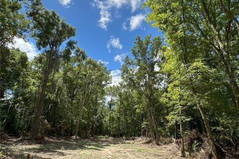 Terreno en venta en Micanopy, Florida № 1350914 - foto 18