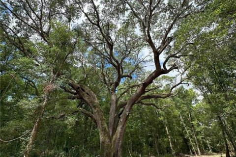 Land in Micanopy, Florida № 1350914 - photo 1