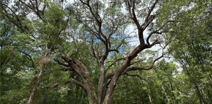 Terreno en Micanopy, Florida № 1350914