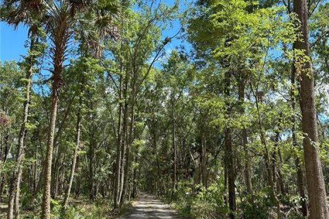 Terreno en venta en Micanopy, Florida № 1350914 - foto 6