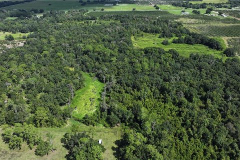 Land in Wauchula, Florida № 1376187 - photo 14