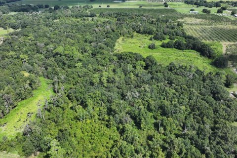 Land in Wauchula, Florida № 1376187 - photo 13