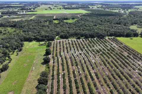 Land in Wauchula, Florida № 1376187 - photo 18