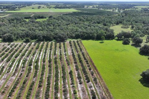 Land in Wauchula, Florida № 1376187 - photo 17