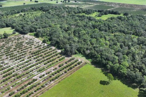 Land in Wauchula, Florida № 1376187 - photo 16