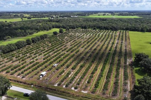 Land in Wauchula, Florida № 1376187 - photo 25