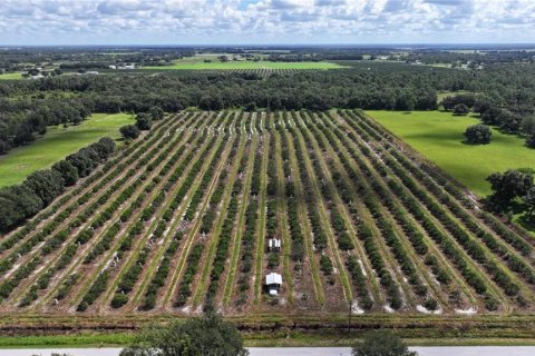 Land in Wauchula, Florida № 1376187 - photo 24