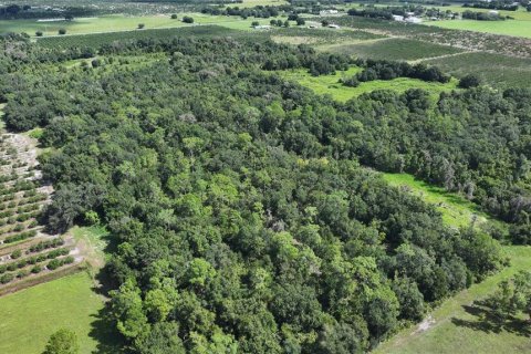 Land in Wauchula, Florida № 1376187 - photo 15