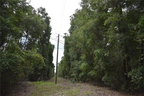 Land in Hawthorne, Florida № 1336564 - photo 22