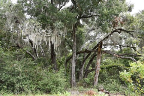 Terreno en venta en Hawthorne, Florida № 1336564 - foto 8