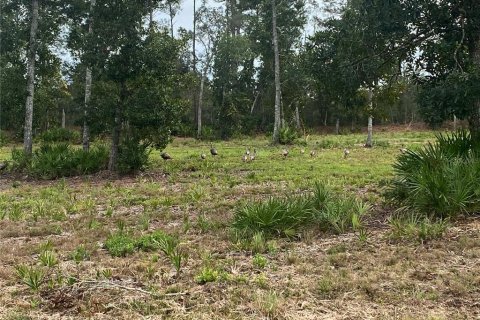 Terrain à vendre à Umatilla, Floride № 1280259 - photo 6