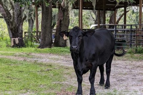 Land in Myakka City, Florida № 1303284 - photo 6