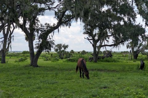 Land in Myakka City, Florida № 1303284 - photo 8