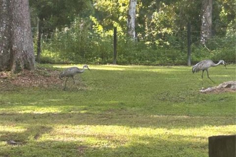 Land in Brooksville, Florida № 1340354 - photo 9