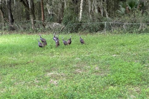 Land in Ocala, Florida № 1352631 - photo 21