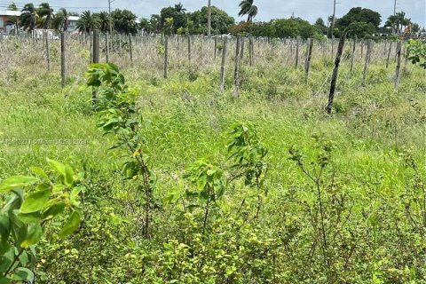 Land in Homestead, Florida № 1234967 - photo 5