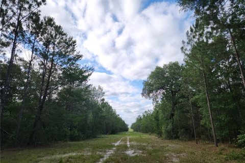 Land in Interlachen, Florida № 1295423 - photo 12