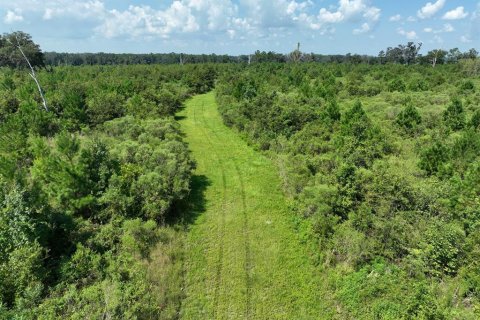 Land in Morriston, Florida № 1374726 - photo 10