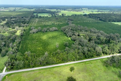 Land in Morriston, Florida № 1374726 - photo 16