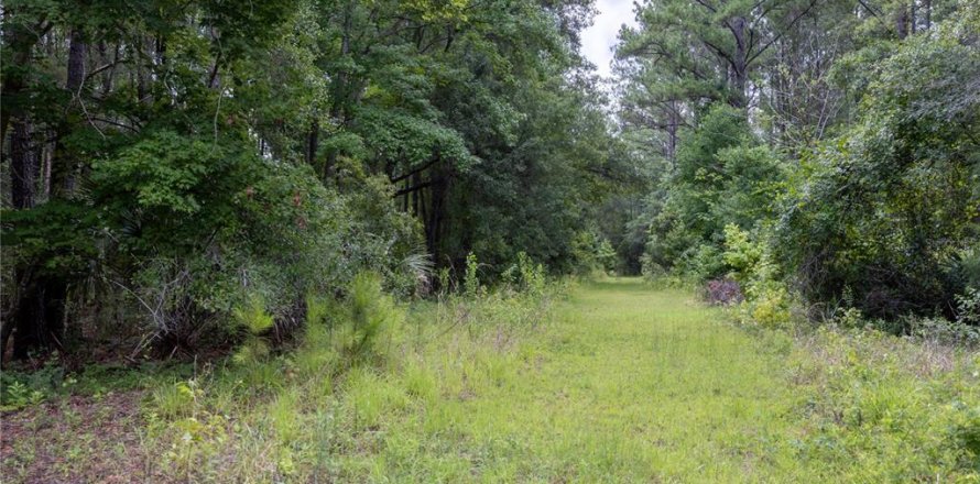 Terrain à Micanopy, Floride № 1321826