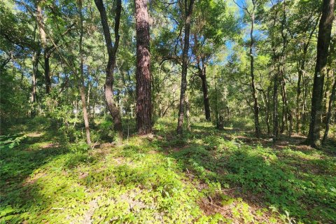 Terrain à vendre à Dunnellon, Floride № 1296049 - photo 14