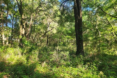 Terrain à vendre à Dunnellon, Floride № 1296049 - photo 5